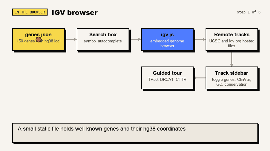 Animated diagram of the IGV page, from the gene list to the guided tour