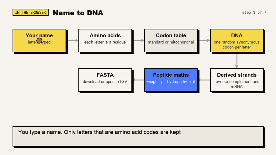 Animated diagram of Name to DNA, from typed letters to a FASTA file