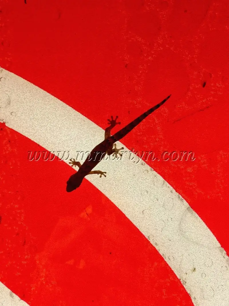 Gecko, Hawaii