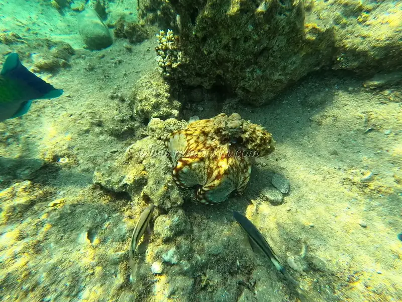 Octopus, Eilat