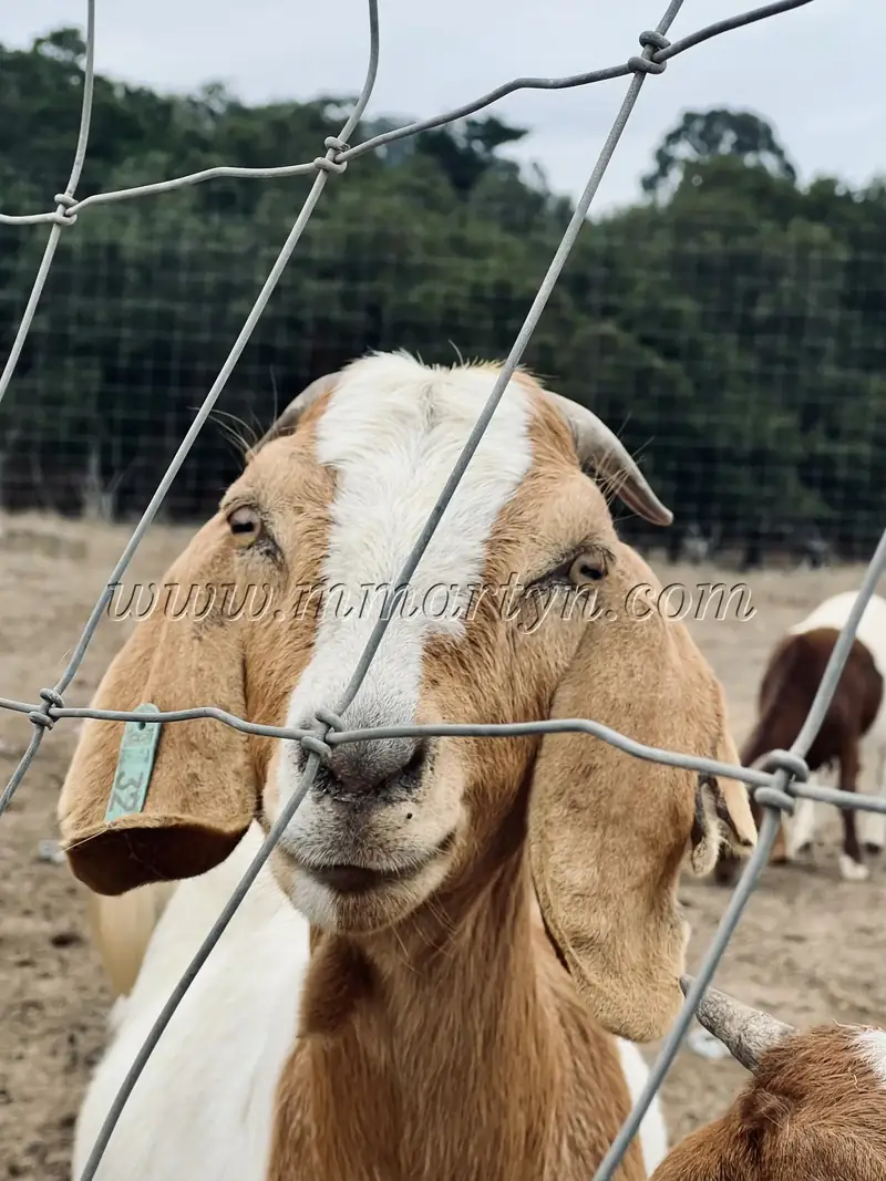 Monterey goat